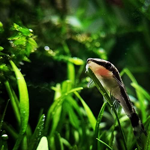 Planterest - Helanthium B.l. Chain Sword Tissue Culture Us Grow Live Aquarium Plant Tropical Freshwater Decorations Buy2Get1Free #TOP3