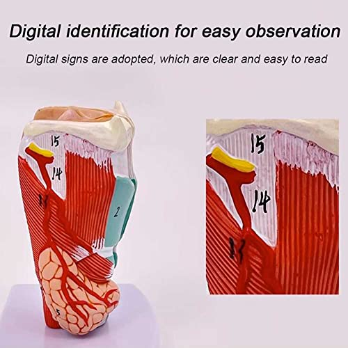 Modèle anatomique larynx AMITD pour enseignement et docteurs - 5