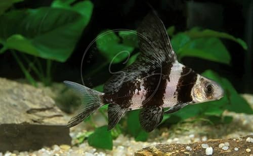 Swimming Creatures Chinese High Fin Banded Shark Fish 1"-1.5