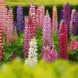Lupine Russell Strain Mixture Seeds 1 Gram ~50 Seeds – Non-GMO, Heirloom, Perennial Wildflower for Gardens, Borders, Pollinator Habitats