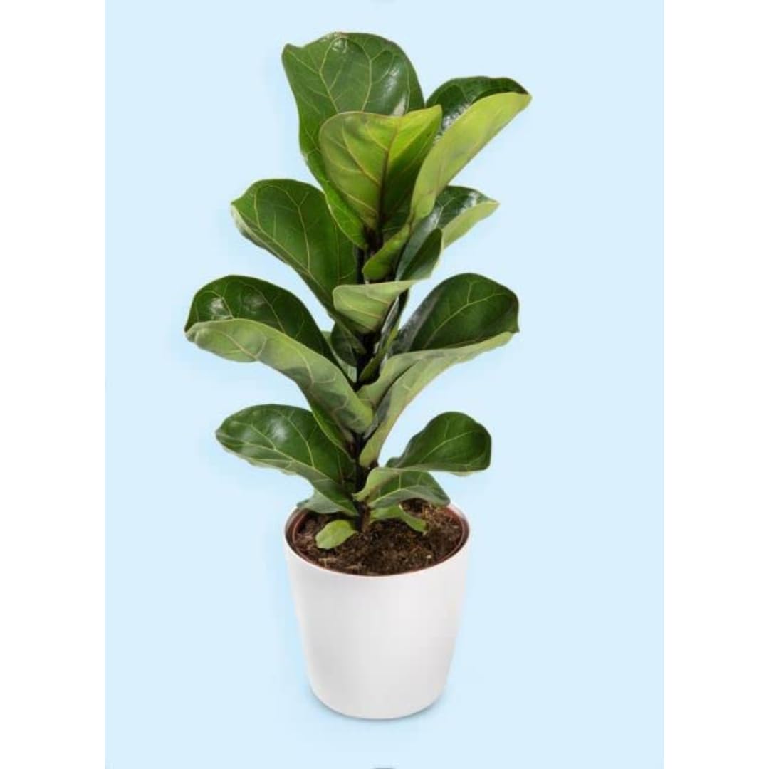 See full amazon price history chart for CAPPL Live Low Maintenance Ficus Lyrata | Fiddle Leaf Fig Indoor Plant With Pot CAPPL Live Low Maintenance Ficus Lyrata | Fiddle Leaf Fig Indoor Plant With Pot (B0BHKN9RY2) Amazon Price History, Amazon Price Tracker