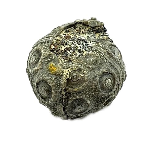 plegiocidaris mercieri Fósil de erizo de mar (Fósiles) UUM214