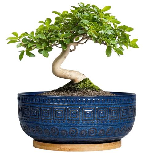 G EPGardening Bonsai Pots 8 Inch - Ceramic Succulent Pots, Round Planter for Indoor Plants, Modern...
