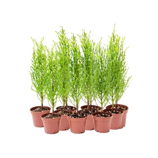 10-PK Live Dwarf Lemon Cypress Seedlings
