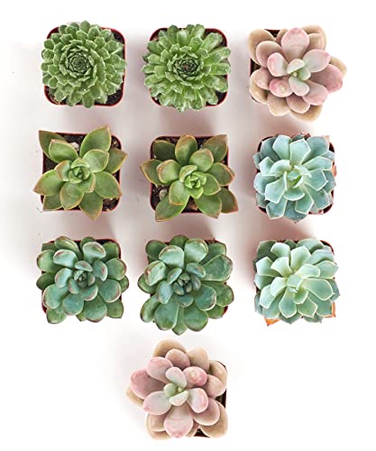 Shop Succulents | Radiant Rosette Collection | Assortment Of Hand Selected, Fully Rooted Live Indoor Rose-Shaped Succulent Plants, 10-Pack #TOP1