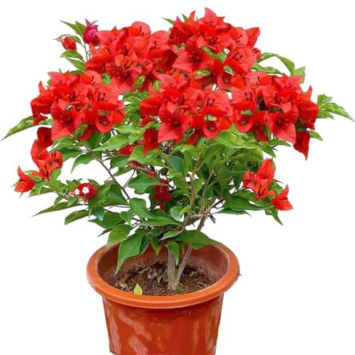 Bougainvillea Plants Live - 8inch Tall Seedling Small Leaf Bougainvillea Flower Vine for Garden Perennial Yards and Home Ornament(No Pot) (Red)