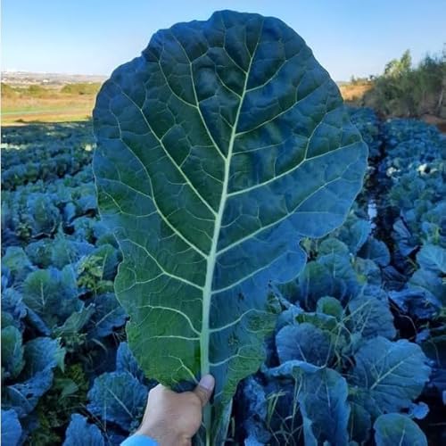 1.000 Sementes de Couve Manteiga Hibrida Kobe Tamanho Grande Vigorosa Cozinha Saladas