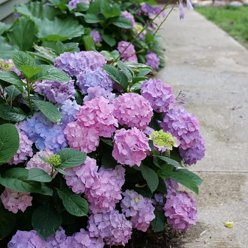 2 Gal. Proven Winners Let\'s Dance Skyview Hydrangea Shrub
