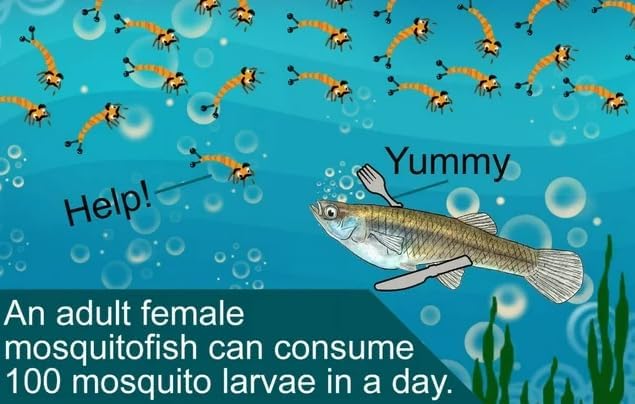 x20 Live Mosquitofish Gambusia Aquarium Pond Tanks Feeder Guppy Fish Food Pets| Mosquito Control
