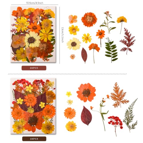 Image of 5 Packs 140 Pressed Dried Flowers & Leaves, Fall | Assorted Natural Dry Flowers, DIY Crafts, Resin Jewelry, Card Making, Soap, Candles, Nail Art, Scrapbooking