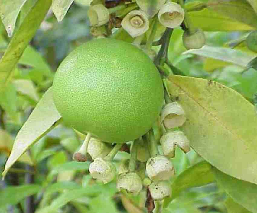 Image of GreenWorld Special Big Size All Time Batabi Lemon /Lebu Plant,(GRAFTED /GUTI KOLOM) Healthy Live Plant,''Fruit After 1 Year''