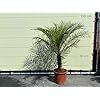 Phönix Roebelenii stamhoogte 20-30 cm – A+