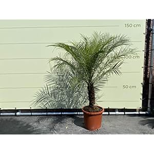 Phönix Roebelenii stamhoogte 20-30 cm – A+