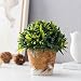 Decorative Green Plastic Artificial Plant w/Rustic Style Brown Ceramic Planter Pot Container - MyGift