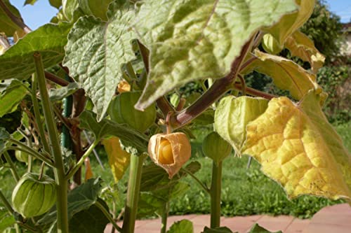 Physalis-Samen von Saflax – Kapstachelbeere, 100 Samen