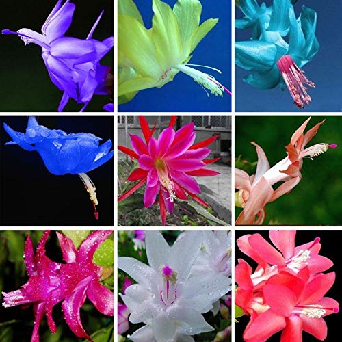 Schlumbergera Schlumbergera Seed Zygocactus truncatus Semi 100 semi MIX # 32673115954ST