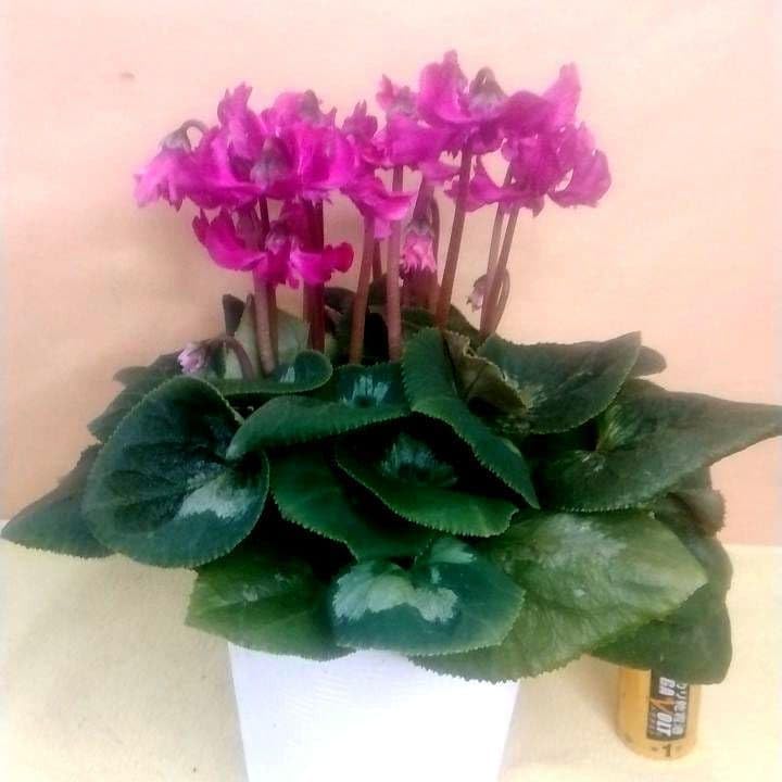 3000目立つ濃い桃色天使の羽シクラメン