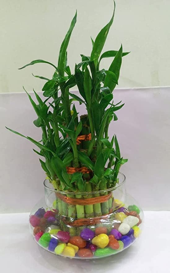 Flora solutions 3-Layers Lucky Bamboo Live Plant Fully Indoor Plant with Glass Pot Including Multicolor Beautiful Small Stone Grate for Home and Office Decor (B0C2L3JN7G) Amazon Price History, Amazon Price Tracker