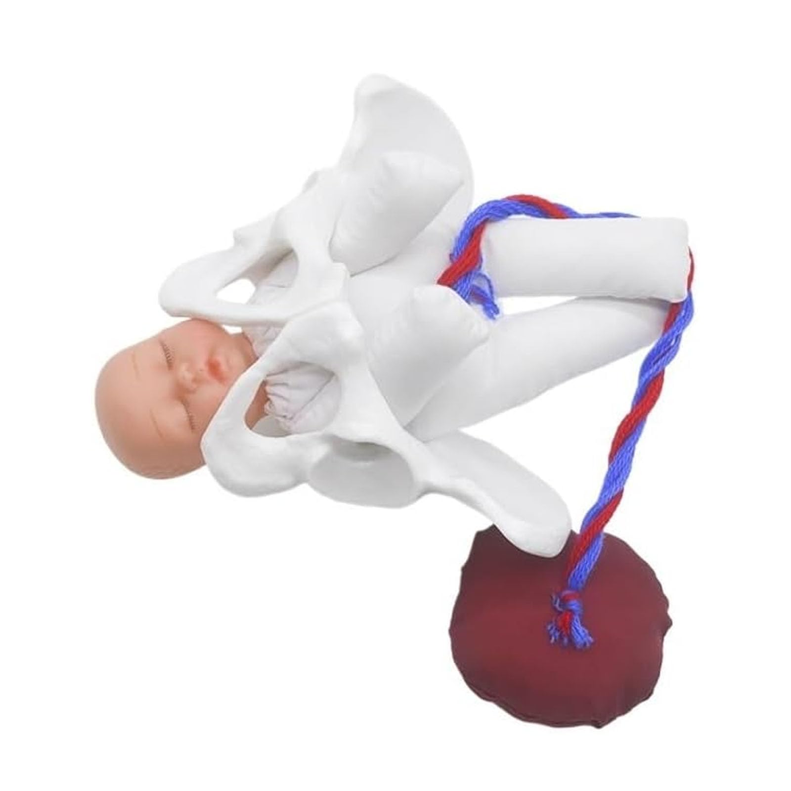 Udxfys Women's Childbirth Demonstration Pelvis Model, Human Pelvis Baby With Placenta Model, Mini Childbirth Simulator Pelvis And Baby Model For Study Display Teaching Medical Model