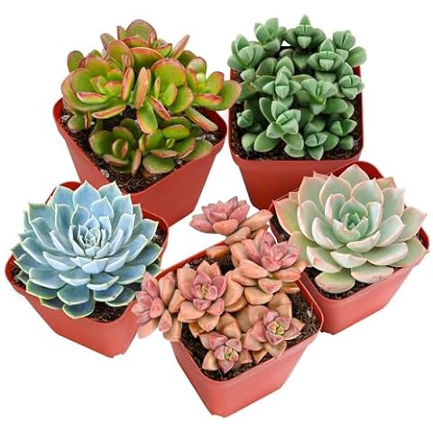 Live Succulent Plants, 5 Pack Assorted Cover