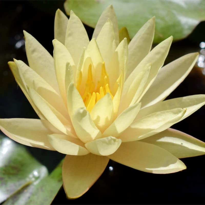 Texas Dawn Live Perennial Water Lily