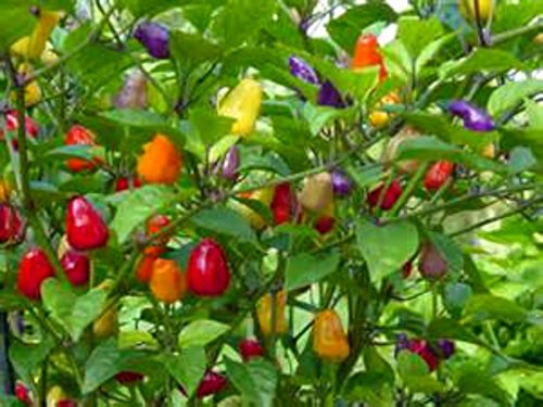 CHINESE 5 COLOR PEPPER!