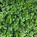 Micro Clover Seed for Lawn - 4 Oz - ~100,000 Microclover Seeds for Planting - Drought-Tolerant Mini Grass Alternative by Mountain Valley Seed Company