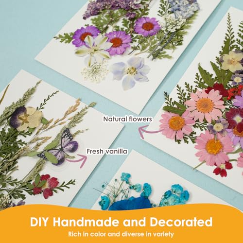 Set de flores secas prensadas 81 piezas multicolor miniatura 5