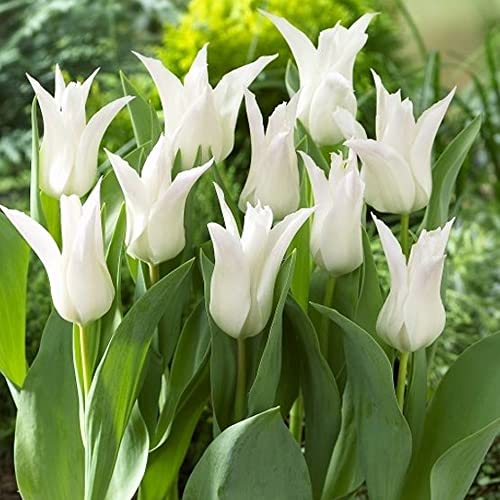 5 x Tulipa Lily-Flowered White – Spring Flowering Tulip Bulbs – Perennial – Pretty White Pointed Blooms – for Your Beautiful Garden