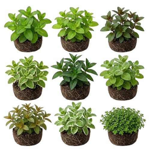 Pack of 3 Variety Mints Shurbs Sweet Fragant Herb Well Rooted 4-6 Inch Tall Randoms Mints Plants