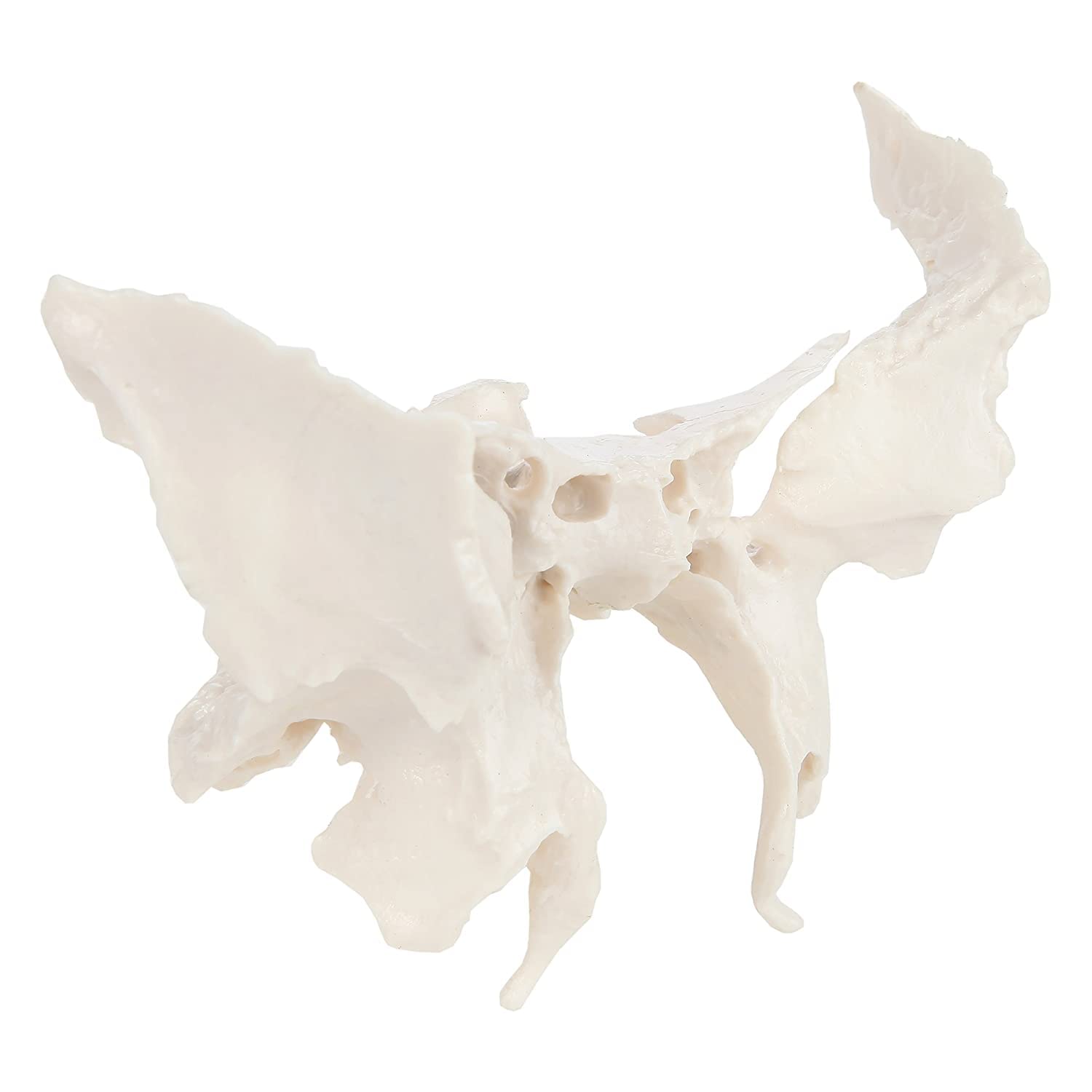 Enlarged Model of The Sphenoid Bone,Human Sphenoid Bone Model Cast From A Real Human Sphenoid Bone Specimen Life Size Replica Anatomy Model 24.5 * 10 * 16Cm