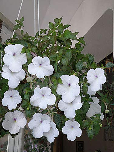 FernsFly® IMP. Achimenes | Nut-Orchid | Orchid Pansy| Star of India Flower Hanging Basket Flower Plant for Home indoor Outdoor Gardening Plants Flowering Bulbs (Pack Of 3 The Snow Princess) (B08T1YH61Z) Amazon Price History, Amazon Price Tracker
