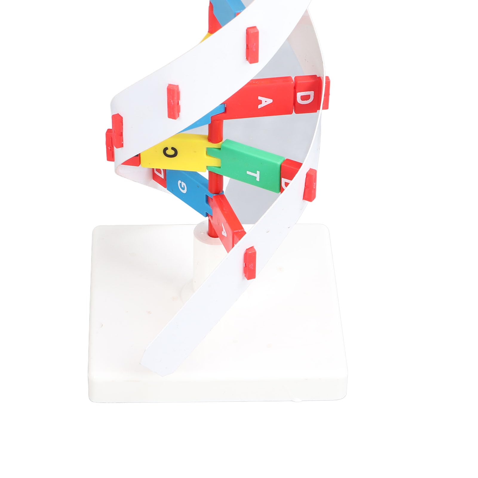 Kit Moo di DNA Fai-da-Te, Kit Educativo di Biologia Molecolare, Struttura a Doppia Costruibile, Strumento di Apprendimento Visivo Vivace per Studenti e Aule