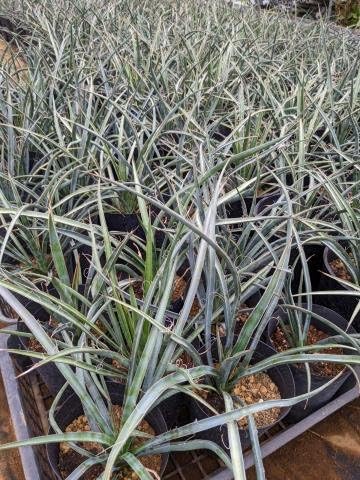Amazon.co.jp: ユッカ フィリフェラ 5号お任せ 実生苗 Yucca