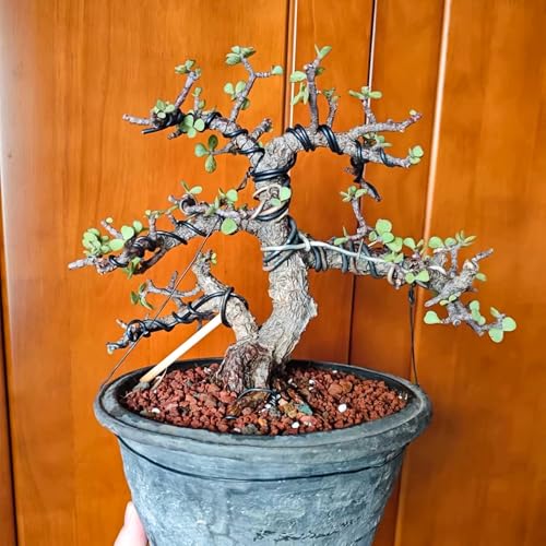 2 Stück Bonsai Draht, 4 mm Bonsai Aluminiumdraht, 10 Meter Draht Kreis Pflanzen, Flexibler Eisendraht, Eloxiertes Aluminium Draht, Kreatives Kit für Pflanzen und Bäume(Schwarz)