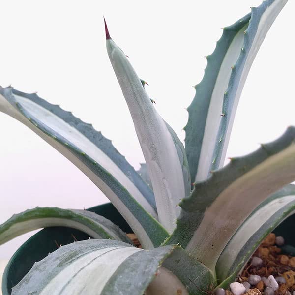 Amazon｜アガベ：アメリカーナ メディオピクタ(華厳) 3.5号ポット[多肉