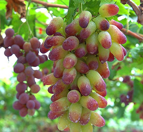 Futaba Senior Courtyard Plants, Delicious Fruit Seeds, Gold Finger 50pcs Grape Seeds