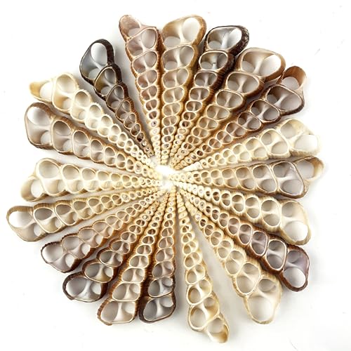 Heyiwell 20Pc Center Cut Brown Turretella Shells For Crafts Windchimes Home Decor 3 Inch cover