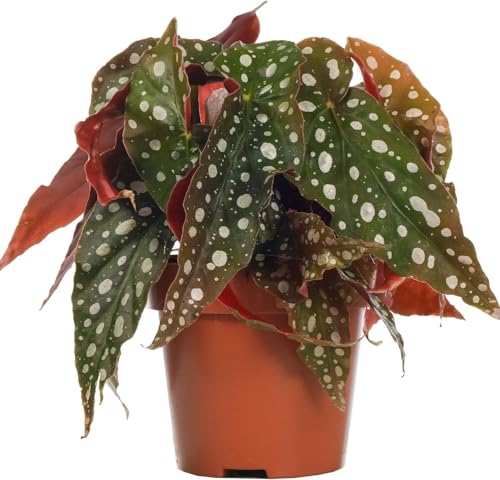 Polka Dot Begonia - 1 Live Starter Plant - Begonia Maculata - Colorful Beautiful Foliage Indoor Air Purifying Houseplant
