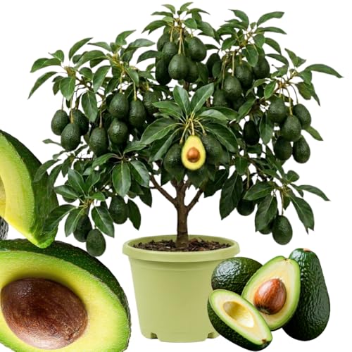 HASS Avocado Tree Live Plant 2-3 Feet Tall Avocado Fruit Tree in 3 Gallon Pot for Patio Container and Outdoor Garden Growing