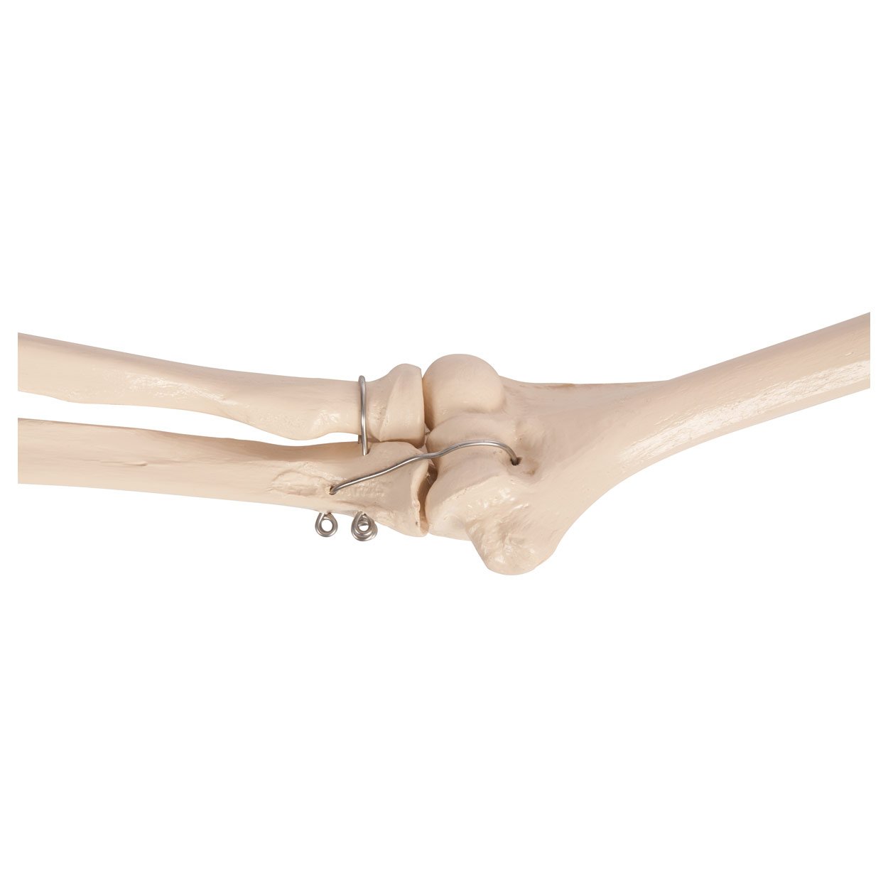 Bewegliches Armskelett mit Hand und Schulter, Anatomie Modell, Lehrmittel
