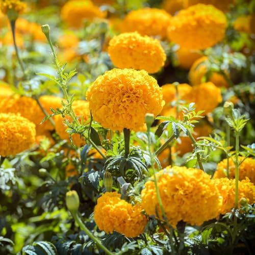 800 piezas semillas de tagetes perennes resistentes - de semillas resistentes jardin balcón,
