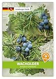 FLORTUS W5263 Wacholder (Regionale Sorte Lüneburger Heide) (Saatgut für Werbezwecke)