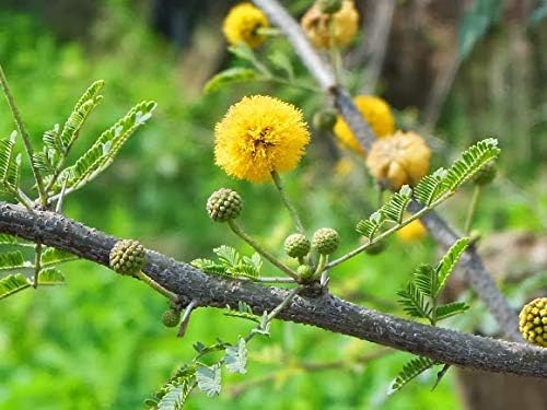 Shop 360 Garden Vachellia nilotica/Gum arabic tree/Babul/Thorn mimosa/Egyptian acacia/Thorny acacia/Acacia nilotica/Babool Tree Seeds - Pack of 15 Seeds