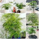 Asparagus Fern, pflanzensamen Asparagus Plumosus, kräuterpflanzen bambus...
