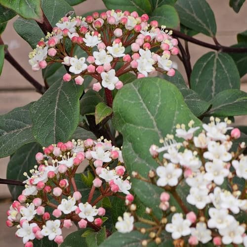 Semillas de bola de nieve, Viburnum dilatatum, jardín de arbustos semillas de silvestres raras decoración 200pcs