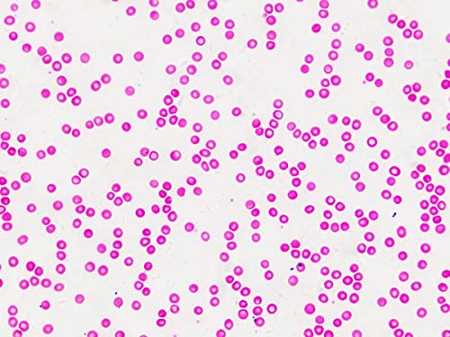 Préparations microscope Bresser histologie lot de lames pour étudiants