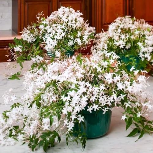 Pack 4 Jasmine Plants Live Night Blooming Jasmine Flowers Fragrant Flowering Shrub for Garden or Containers 4-6 Tall