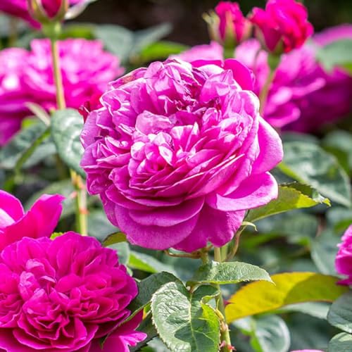 Englische Rose James L. Austin ® (Container)