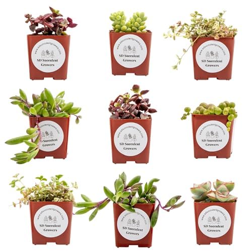 SD Succulent Growers Trailing Mystery 9-Pack